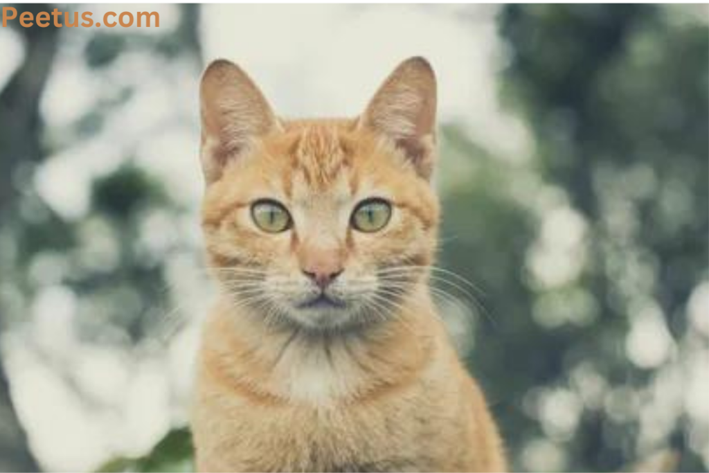 Asian Cats