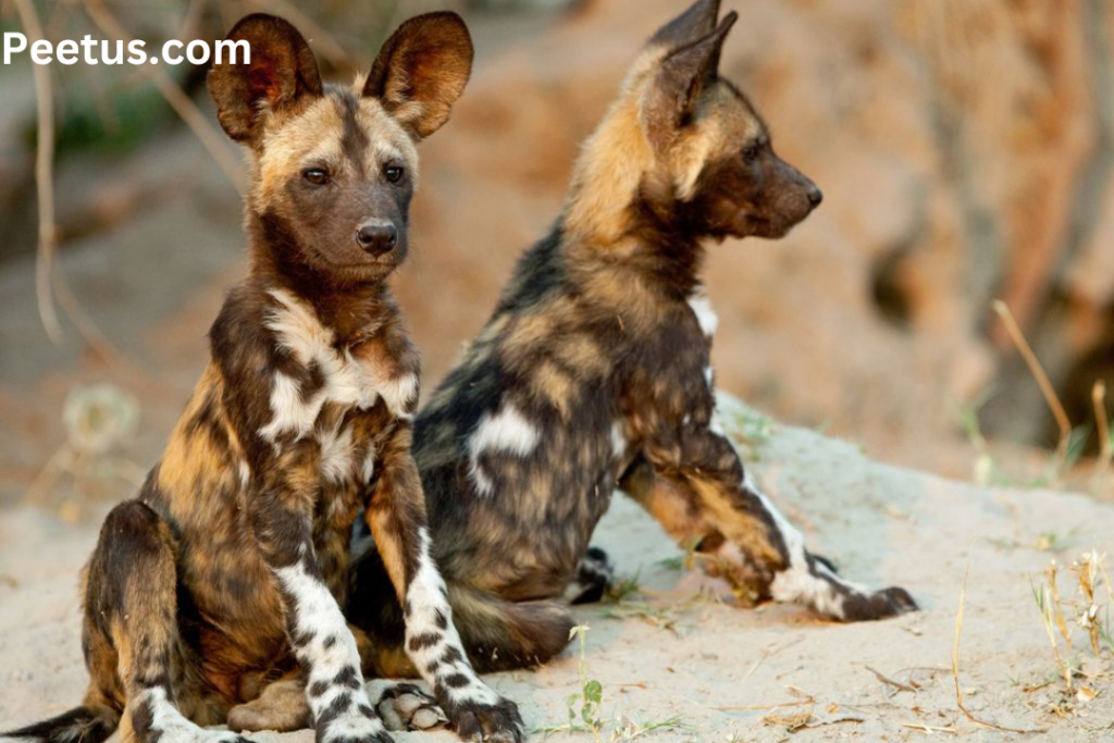 African Dogs