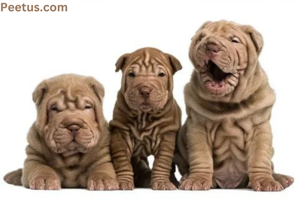 Shar Pei Dogs