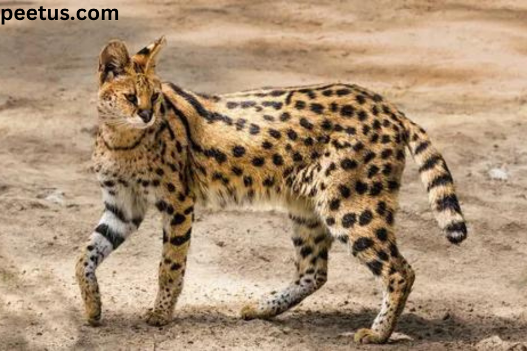 Serval cats